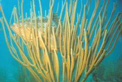 2001 Largo Grouper by Rebecca Urban 